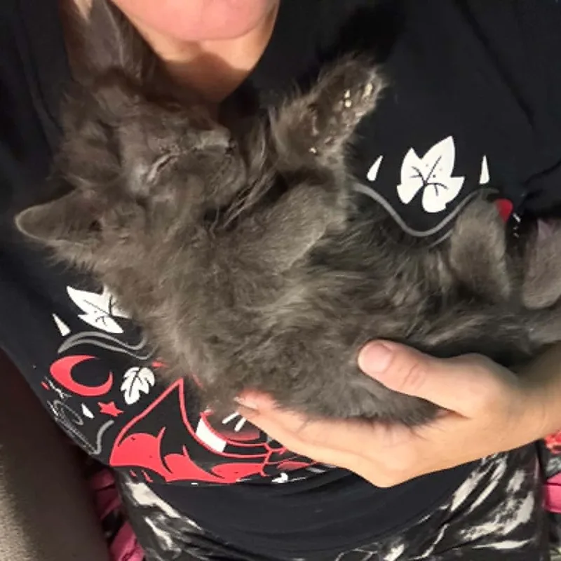 A baby small-sized male Gray / Blue / Silver Domestic Medium Hair cat named Kyoko for adoption in Antioch, CA