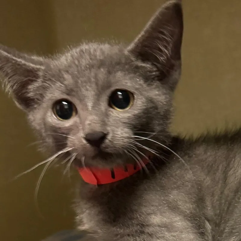 A baby small-sized male Gray / Blue / Silver Domestic Short Hair cat named Tipsy for adoption in Lakewood, CO
