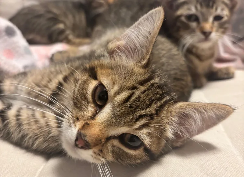A baby medium-sized male Tabby (Brown / Chocolate) Domestic Short Hair cat named Lance Bass for adoption in Logan, UT