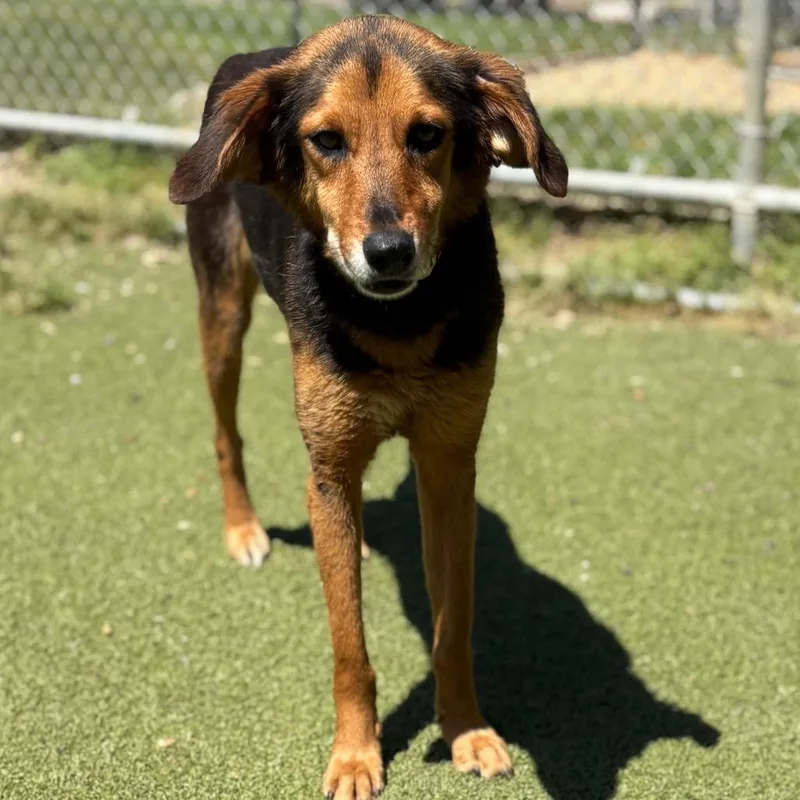 An adult medium-sized female Black Hound dog named Kelpie for adoption in Birmingham, AL