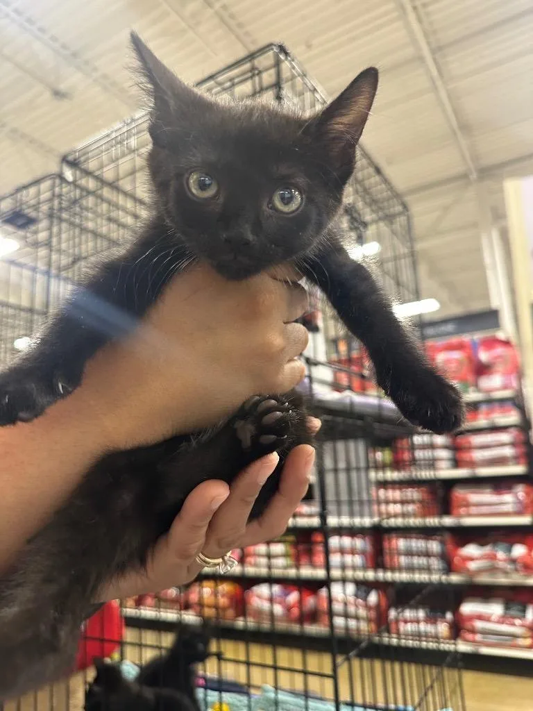 A baby large-sized male Domestic Short Hair cat named Venom for adoption in warrenville, SC