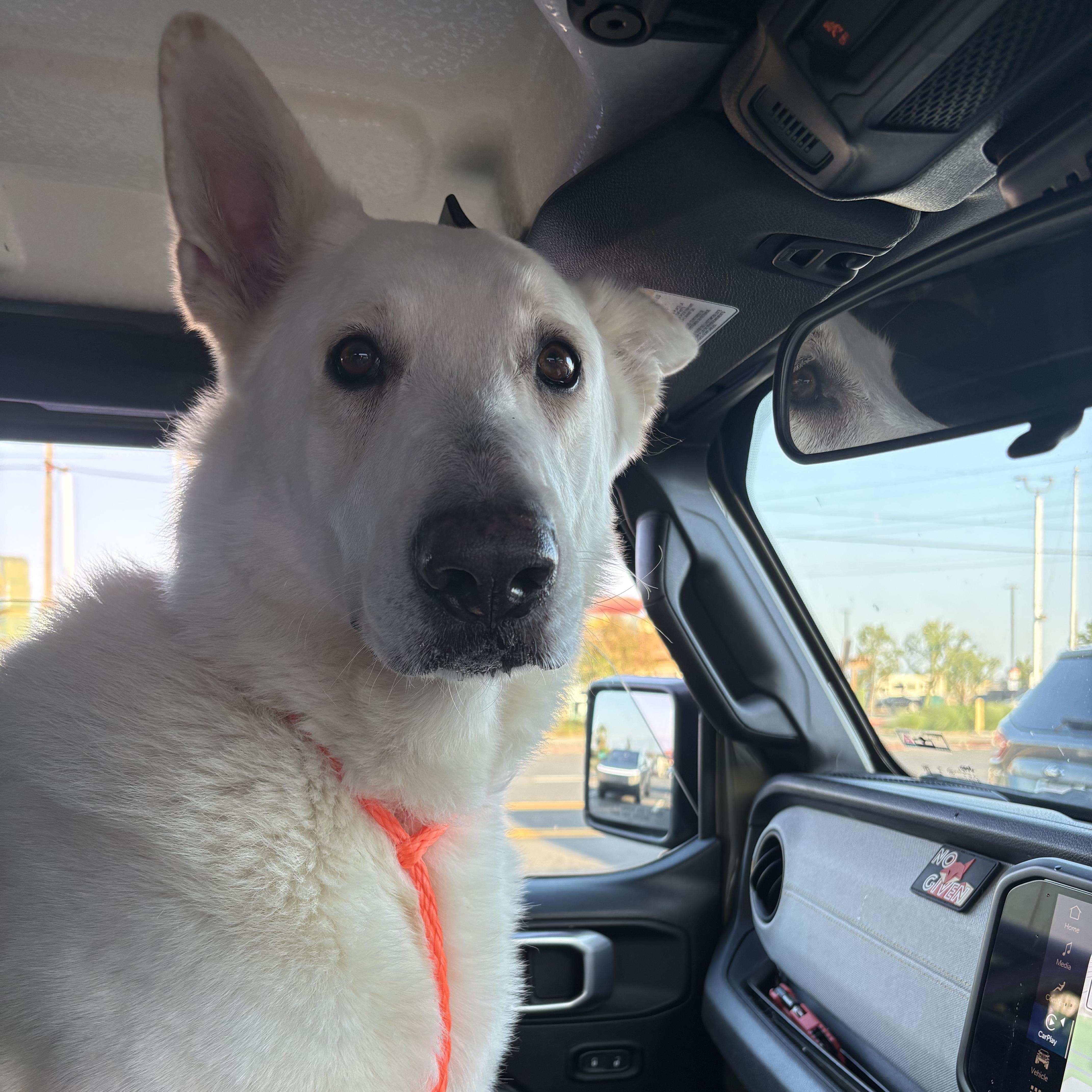 An adult large-sized male German Shepherd Dog dog named Otto for adoption in San Rafael, CA