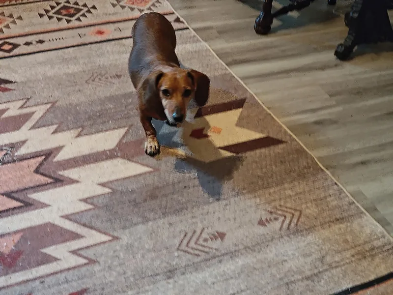 An adult small-sized male Red / Chestnut / Orange Miniature Dachshund dog named Benny for adoption in Medfield, MA