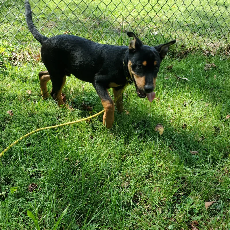 A baby large-sized male Rottweiler dog named Rolo for adoption in Petersburg, VA