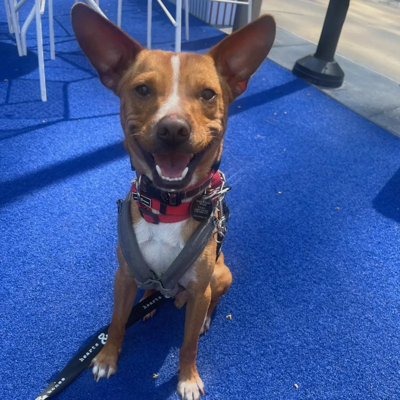 An adult small-sized male Red / Chestnut / Orange Basenji dog named Chester for adoption in Brooklyn, NY