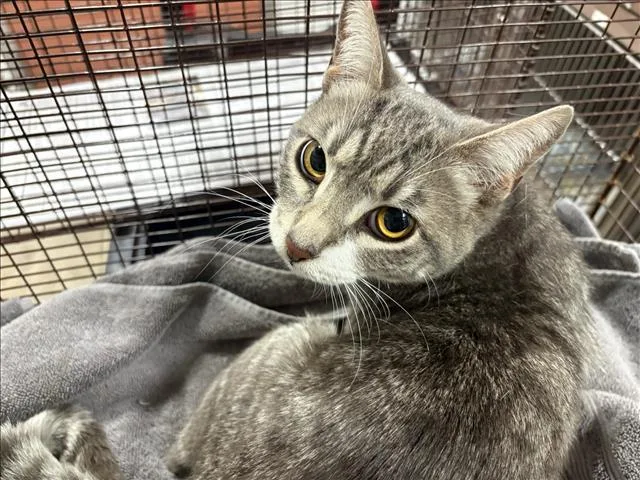 A young medium-sized male Domestic Short Hair cat named Rufus for adoption in Chatsworth, CA