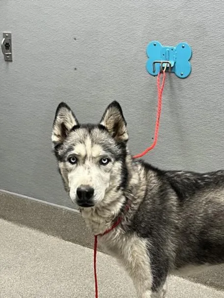 An adult large-sized female Siberian Husky dog named Mina for adoption in Las Vegas, NV