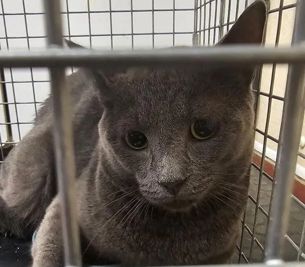 An adult small-sized male Domestic Short Hair cat named Fuzz Lightyear for adoption in Salisbury, MD