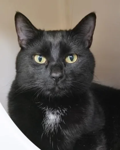 A young medium-sized female Domestic Short Hair cat named May Flower for adoption in Fishers, IN