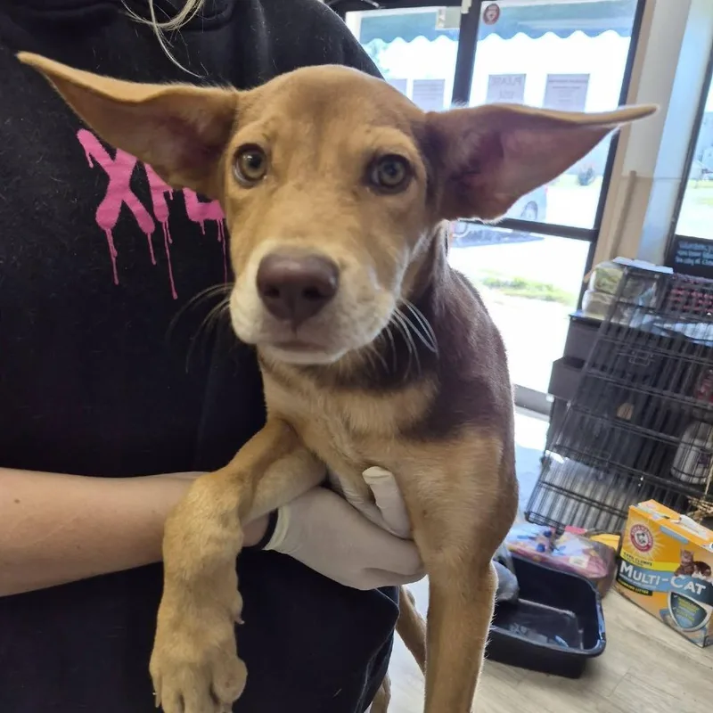 A baby medium-sized female Shepherd dog named Trash Panda for adoption in Cleveland, MS
