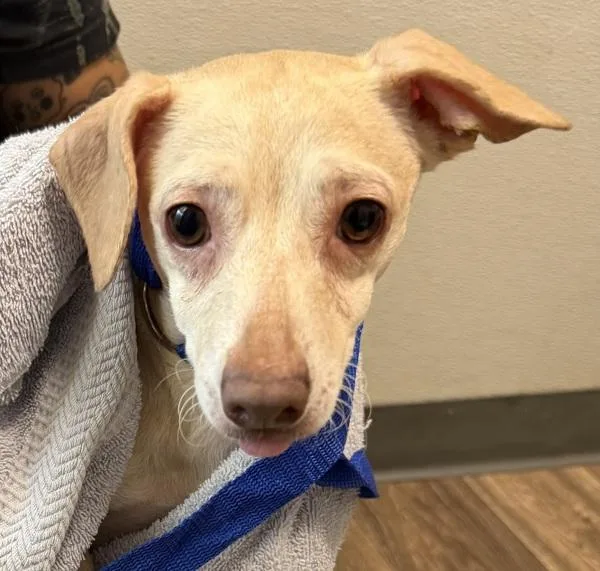 A young small-sized female Terrier dog named Linguini for adoption in San Diego, CA