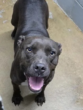 An adult large-sized male Terrier dog named Atlas for adoption in Bedford, IN