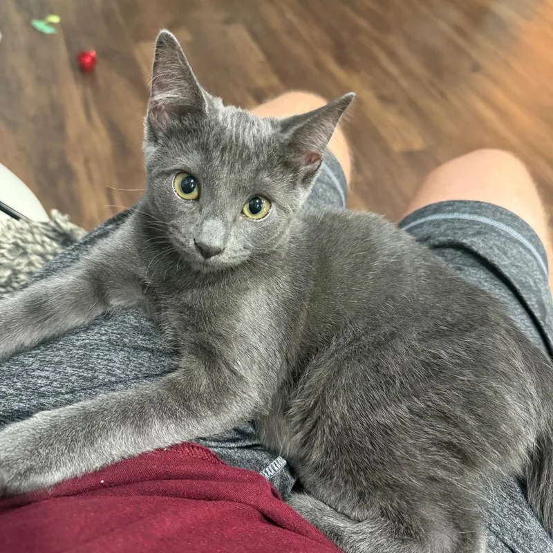 A baby small-sized male Gray / Blue / Silver Domestic Short Hair cat named Tobey for adoption in York, PA