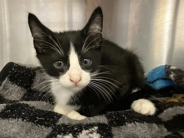 A baby small-sized male Domestic Short Hair cat named Priam for adoption in Tustin, CA