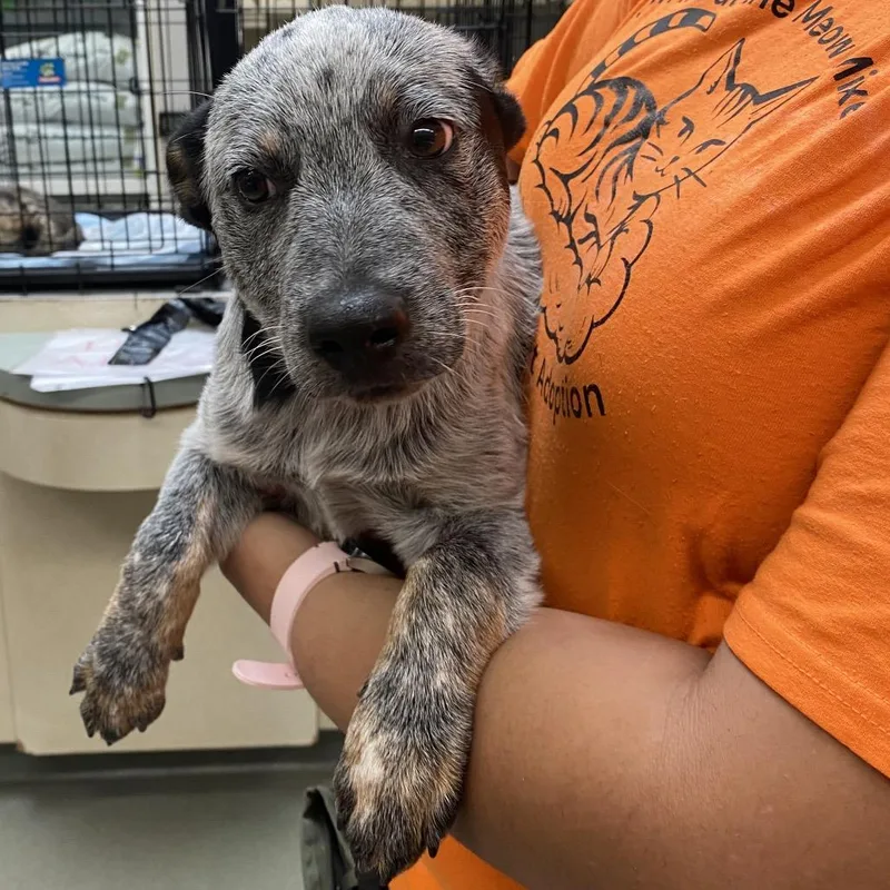 An adult medium-sized male Gray / Blue / Silver Australian Cattle Dog / Blue Heeler dog named Danny for adoption in Westminster, CA