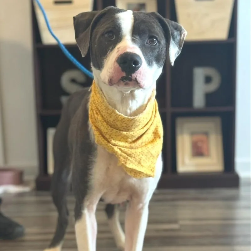 An adult medium-sized female Gray / Blue / Silver Pit Bull Terrier dog named Jade for adoption in Novelty, OH