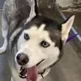 An adult large-sized male Gray / Blue / Silver Siberian Husky dog named Husky for adoption in Oakville, WA
