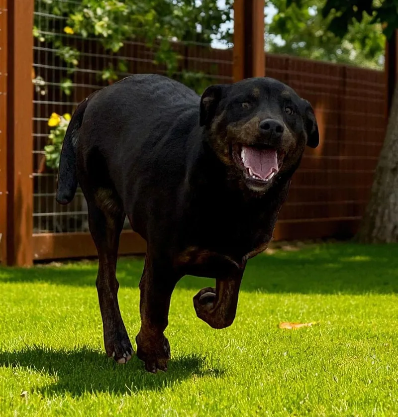 An adult large-sized female Brindle Rottweiler dog named Aaliyah for adoption in Carson City, NV