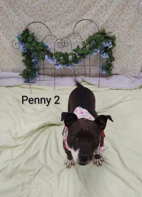 Penny thumbnail 2