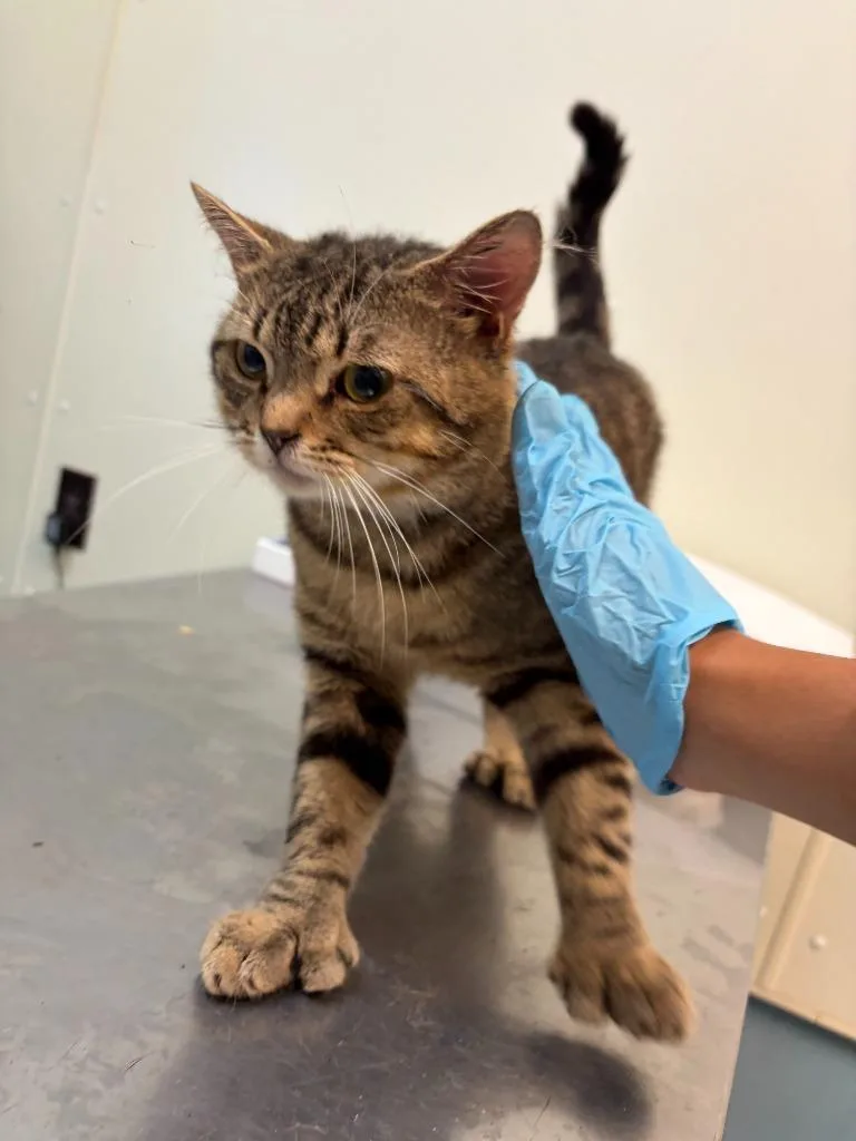 A young large-sized male Domestic Short Hair cat named Boi for adoption in Ogdensburg, NY