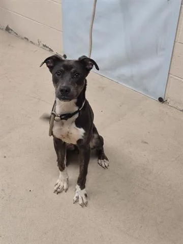 A young medium-sized male Collie dog named Flapjack for adoption in Dayton, OH