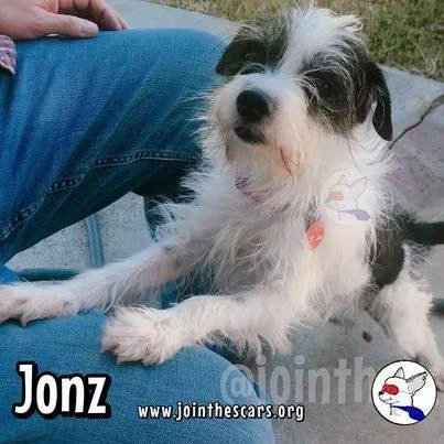 An adult small-sized male White / Cream Terrier dog named Jonz for adoption in Glendora, CA