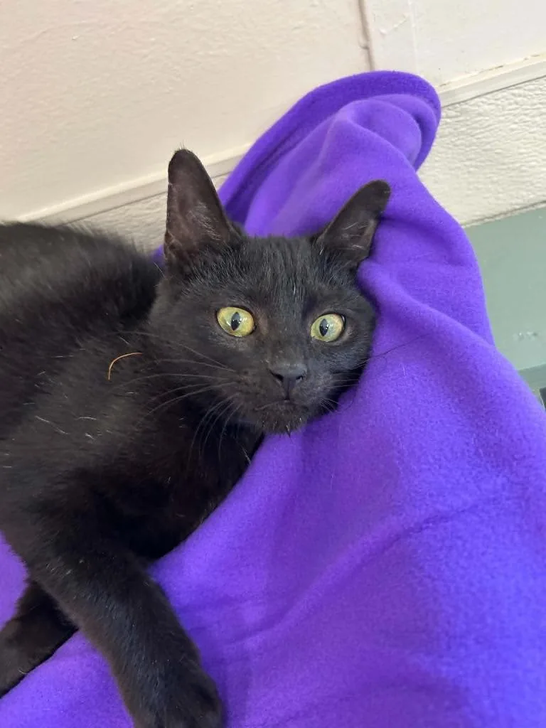 A baby small-sized male Domestic Short Hair cat named Imani for adoption in Lavonia, GA