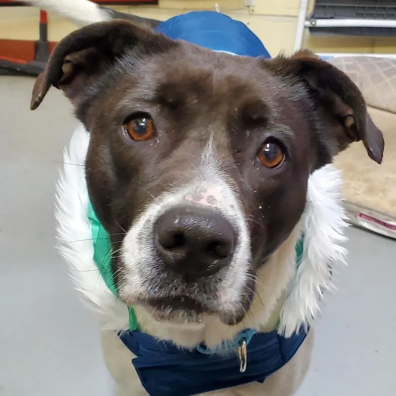 An adult medium-sized female White / Cream Labrador Retriever dog named Seneca for adoption in Springfield, IL