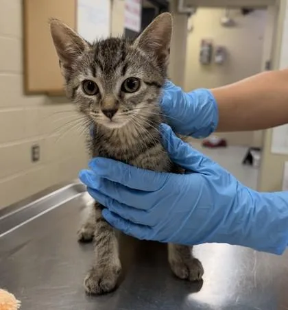 A baby small-sized male Domestic Short Hair cat named Nimbo for adoption in Hamilton, NJ