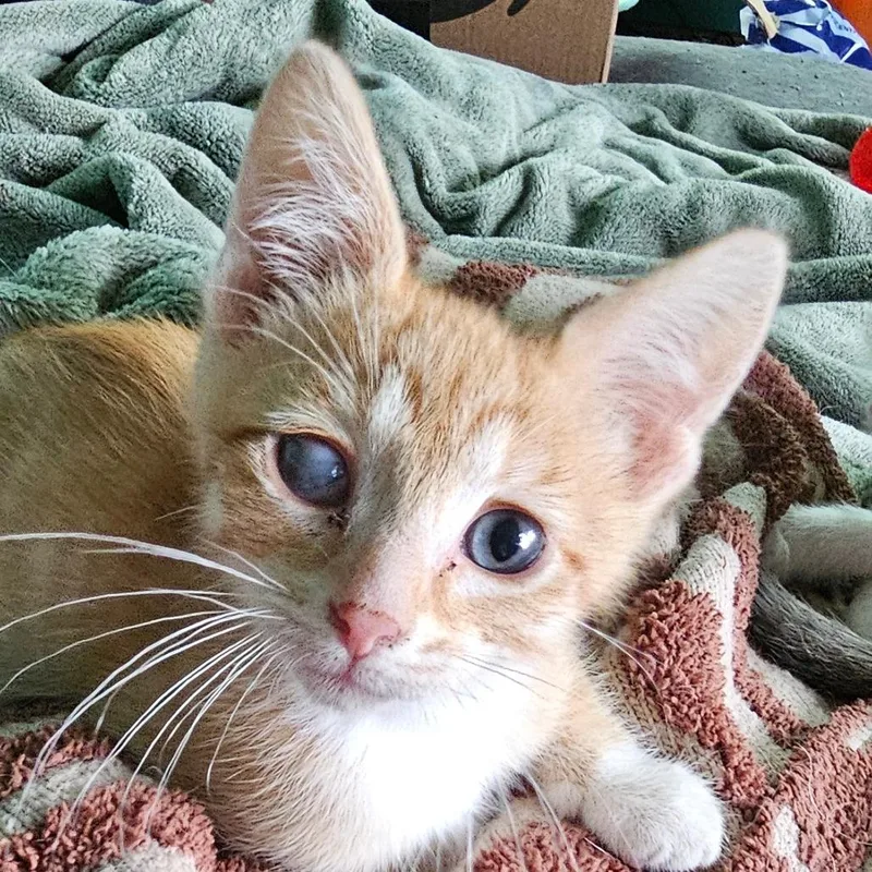 A baby small-sized male Orange / Red Domestic Short Hair cat named Mandarin for adoption in Grinnell, IA