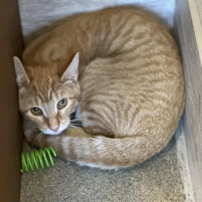 A baby small-sized female Orange / Red Domestic Short Hair cat named Karmen for adoption in Concord, NH