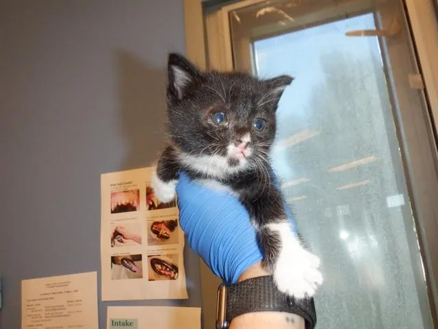 A baby small-sized male Domestic Short Hair cat named Caleb for adoption in San Jose, CA