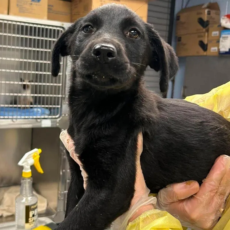 A baby medium-sized female Black Mixed Breed dog named Farfalle for adoption in Martinsville, VA