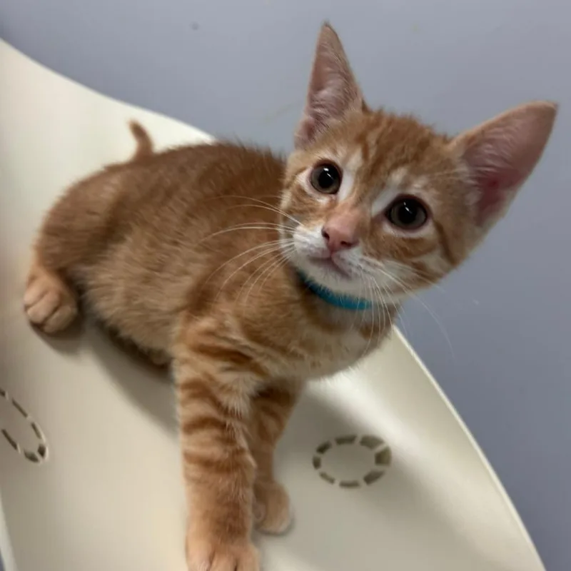 A baby small-sized male Orange / Red Domestic Short Hair cat named Hugo for adoption in Columbus, GA