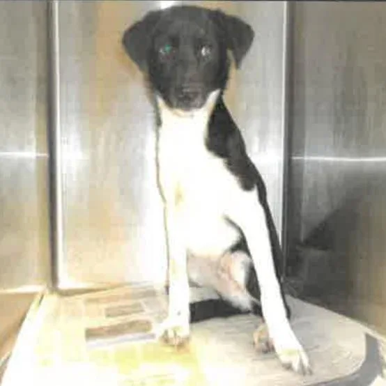 A baby small-sized male Border Collie dog named Luca A for adoption in Mission Hills, CA