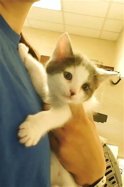 A baby small-sized male Domestic Short Hair cat named Nimbus for adoption in Fayetteville, NC