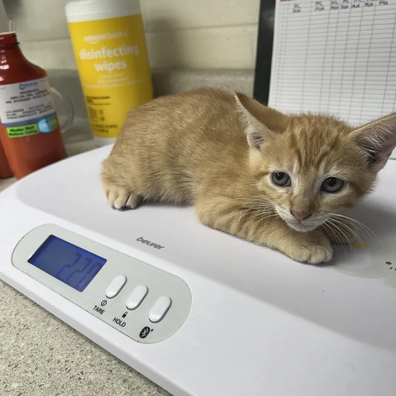 A baby small-sized male Orange / Red Domestic Short Hair cat named Grilled Shrimp for adoption in Bastrop, TX