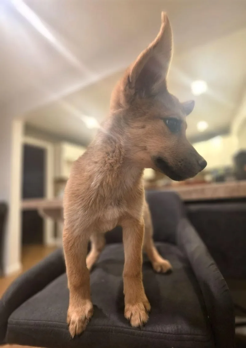 A baby medium-sized female Brown / Chocolate Shepherd dog named Bambi for adoption in Sandia Park, NM