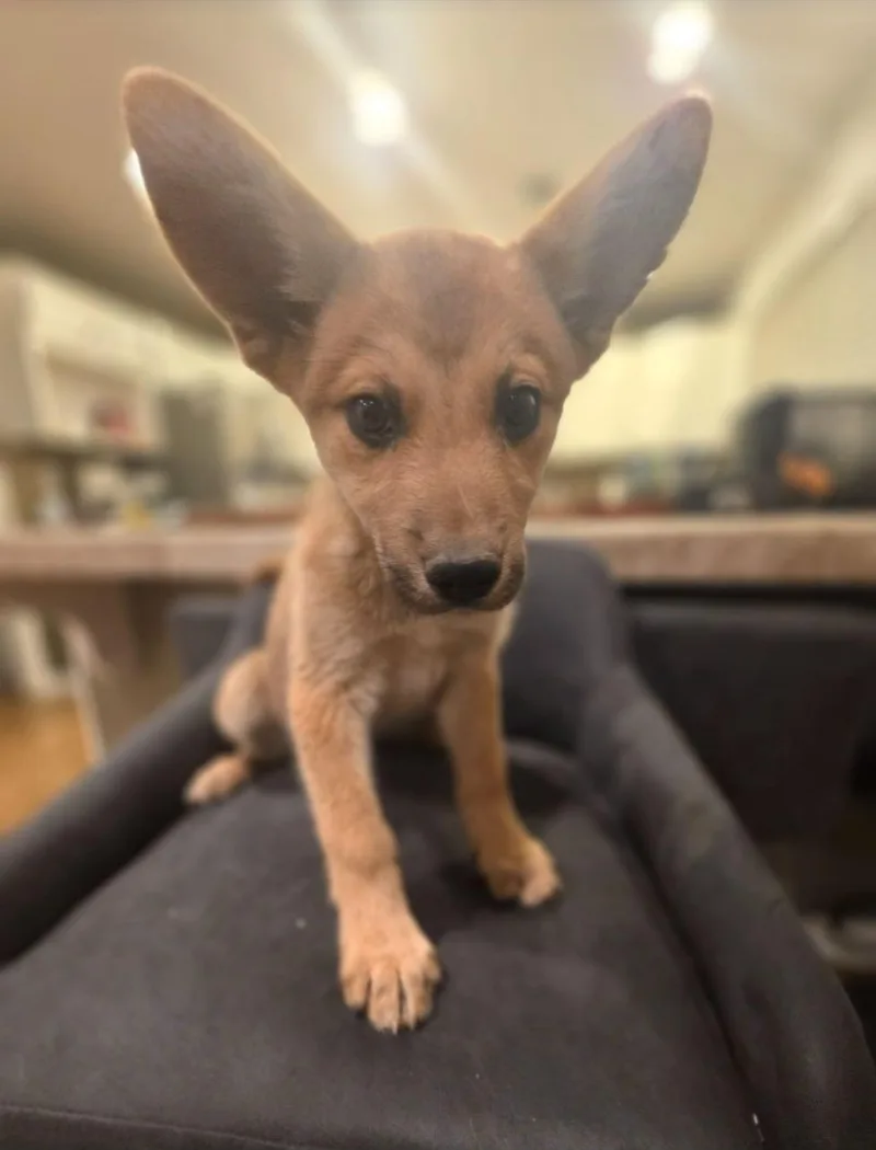 Bambi thumbnail 2