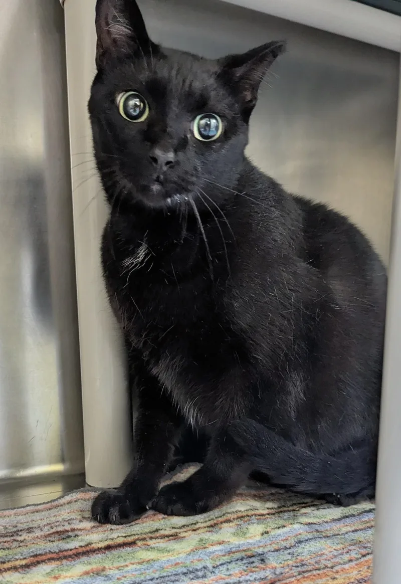 A senior medium-sized female Black Domestic Short Hair cat named Midnight for adoption in Jackson, GA