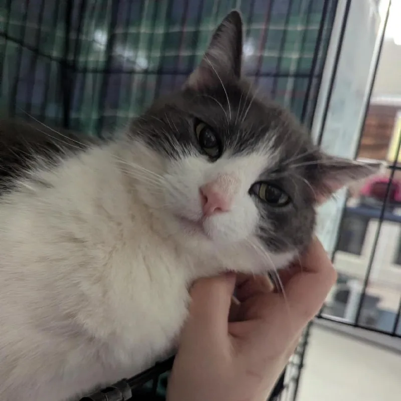 An adult large-sized female White American Shorthair cat named Luna for adoption in North Branford, CT