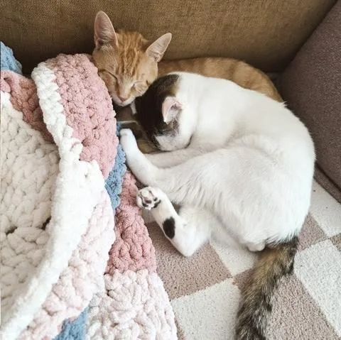 A baby medium-sized female Orange & White Domestic Short Hair cat named Peaches bonded with for adoption in Philadelphia, PA