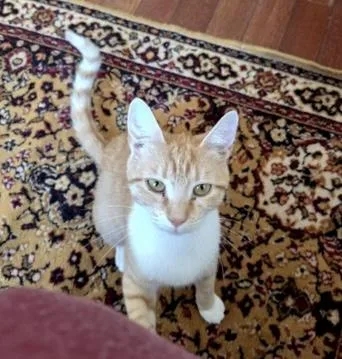 Peaches  bonded with thumbnail 3