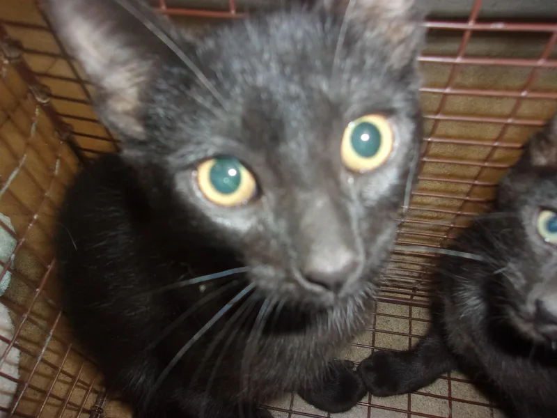 A baby medium-sized male Domestic Short Hair cat named Panther for adoption in Van Nuys, CA