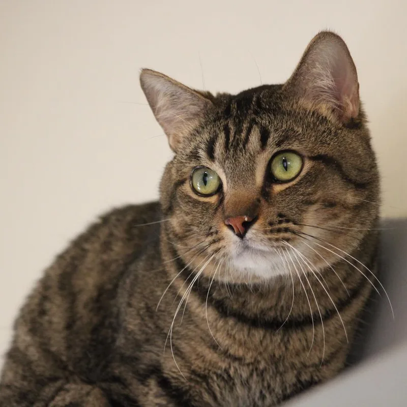 An adult medium-sized male Black & White / Tuxedo Domestic Short Hair cat named Roxas for adoption in Kanab, UT