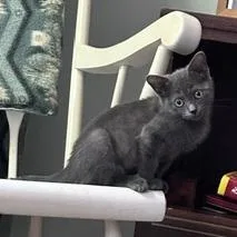 A baby small-sized female Domestic Short Hair cat named Meredith for adoption in Cumming, GA