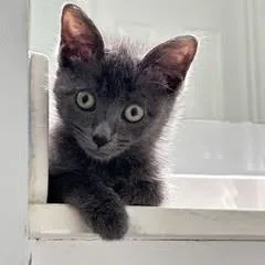 Meredith thumbnail 3