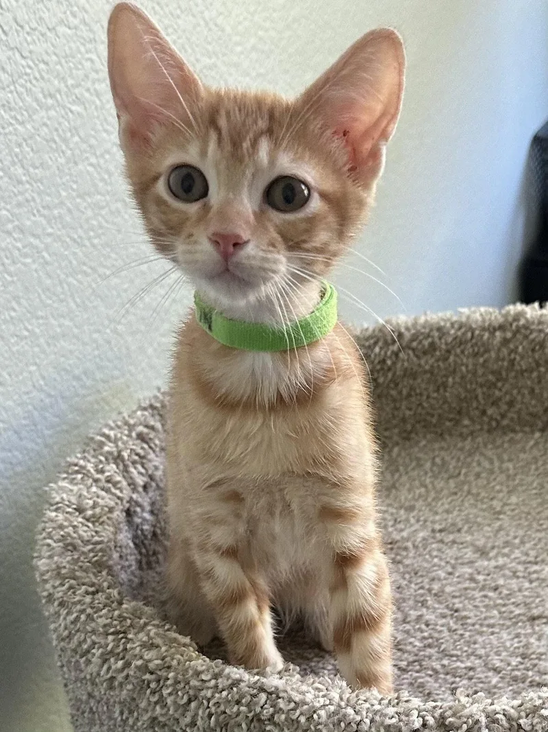A young medium-sized male Tabby cat named Irwin for adoption in Plano, TX