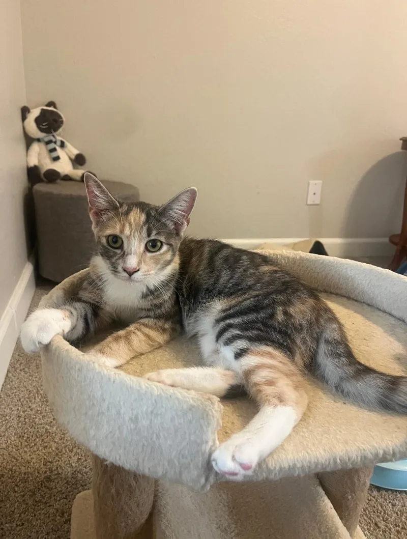 A baby medium-sized female Calico Torbie cat named Pasta for adoption in San Juan Capistrano, CA