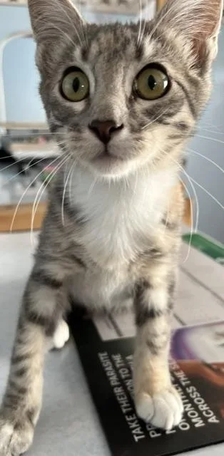 A baby small-sized female Blue Cream Domestic Short Hair cat named Sparkle for adoption in Trenton, MO